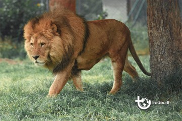 Le lion, roi des animaux . Qui est-il ? Où vit-il ? Comment vit-il ?