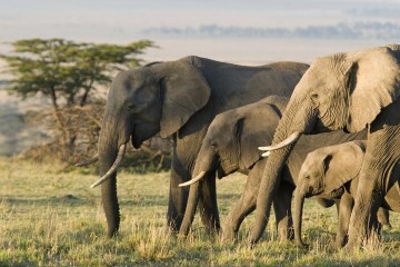 KENYA: la Covid provoque un baby-boom chez les éléphants, 200 nouveaux bébés en 2020