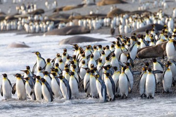 La grippe aviaire repérée pour la première fois en Antarctique : les manchots en danger critique ?