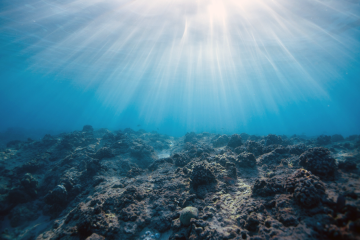 Pourquoi nos océans ne cessent-ils de battre des records de température ? Quelles conséquences ?
