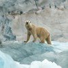Le prédateur du pôle nord en déclin en raison du réchauffement climatique