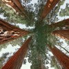 2021 a été une année charnière pour les arbres et les forêts dans la crise climatique