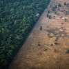The majority of the world promised to end deforestation. But businesses are standing in the way.