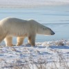 Pourquoi il n’y a pas d’ours polaire en Antarctique ?