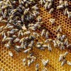 World Bee Day: Are we ignoring biodiversity risks in the same way we ignored the pandemic?
