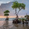 Les mangroves au service du développement durable