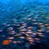 Experts in Marine and Coastal Systems Predict Top 15 Emerging Impacts on Ocean Biodiversity Over Next Decade