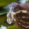Plastic pollution: Birds all over the world are living in our rubbish