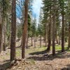 How restoring overstocked forests can yield multiple diverse benefits