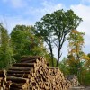 Why forest biomass must not be counted as ‘renewable’ energy