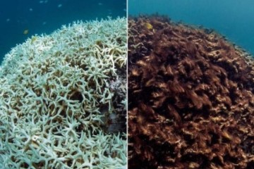 World could lose coral reefs by end of century, UN environment report warns