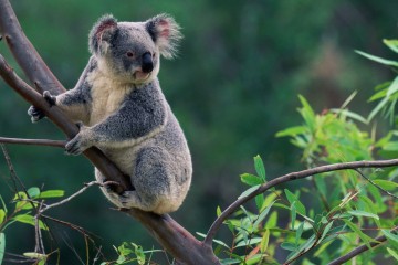 Koalas Are Likely Dying by the Hundreds as Australian Wildfires Tear Across Their Habitat