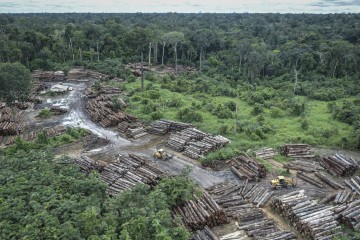 UK Firms Urge Brazil to Stop Amazon Deforestation for Soy Production