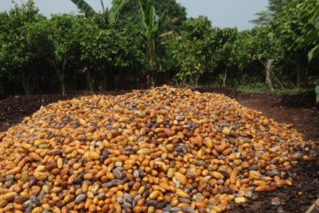 Afrique de l'Ouest : quel bilan pour le « Nestlé Cocoa Plan » sur déforestation ?