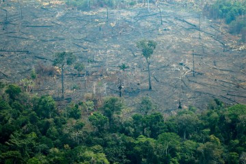 Au Brésil, la quasi-totalité de la déforestation de l'Amazonie est illégale