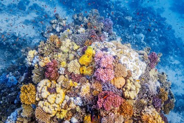 This Evolutionary Gift May Protect Coral From Climate Change