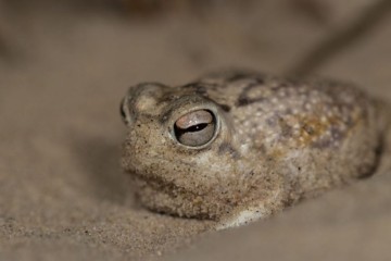 Le saviez-vous ? Même dans le désert, vous pouvez trouver une espèce de grenouille
