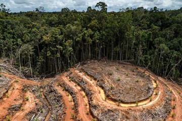 Indonésie : comment en finir avec la déforestation ?