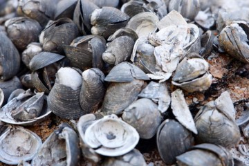 Des milliers de créatures marines retrouvées bouillies vivantes après la vague de chaleur au Canada