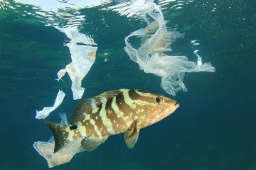 Le poids des poissons impacté par les microplastiques