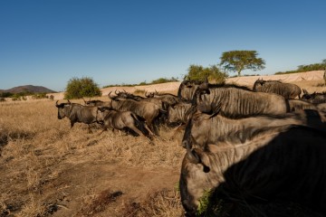 MOZAMBIQUE : 89 zèbres et gnous transférés de Kruger pour restaurer le parc de Zinave