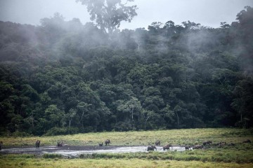 Évaluer et financer le stockage de CO2 : la forêt gabonaise en exemple
