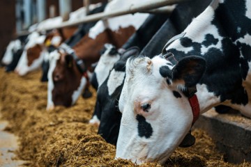L’industrie d’élevage animal est beaucoup plus polluante qu’on le croyait, selon une étude