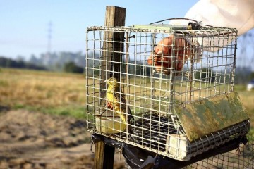 Des chasses traditionnelles d’oiseaux à nouveau autorisées