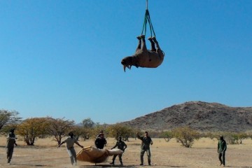 Est-il raisonnable de suspendre un rhinocéros par les pattes pour le transporter ?