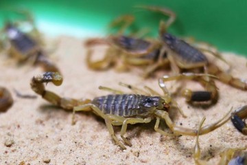 Egypt: Thunderstorms cause deadly scorpion infestation in Aswan