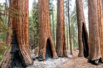 Californie : des milliers de séquoias géants ont succombé aux flammes