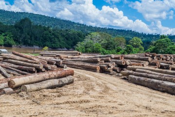 La déforestation provoque une chaleur de plus en plus mortelle en Indonésie