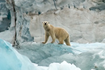 Le prédateur du pôle nord en déclin en raison du réchauffement climatique