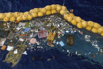 Coastal species are forming colonies on plastic trash in the ocean, study finds