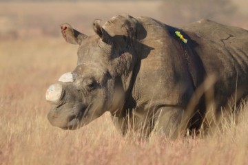 Un trafiquant de cornes de rhinocéros écope d’une peine de prison record