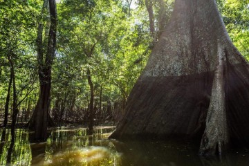 Trees Are Biggest Methane “Vents” in Wetland Areas – Significant Emissions Even When They’re Dry