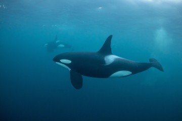 Melting Arctic ice draws killer whales further north