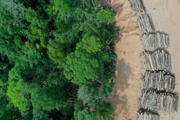 In Last 15 Years, Deforestation Made Outdoor Work Unsafe for Millions