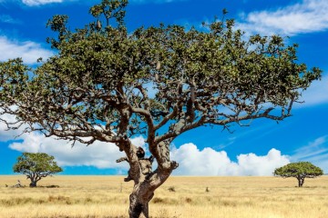 SÉNÉGAL : à Dahra, Azila Gum plante 15 000 hectares d’acacias qui défient le désert
