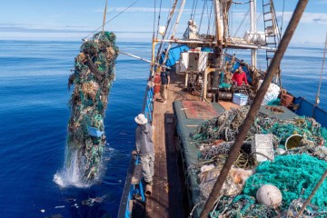 Scientists Discover Coastal Marine Life Thriving on Plastic Ocean Trash