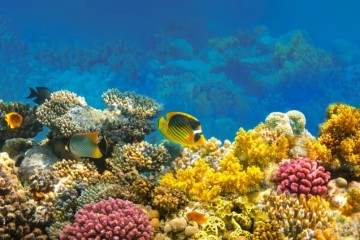 ÉGYPTE : le changement climatique menace le tourisme lié aux récifs coralliens