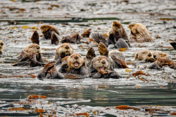 How otters are playing their part in fighting climate change