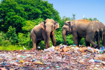 Deux éléphants retrouvés morts le ventre rempli de plastique dans une décharge du Sri Lanka