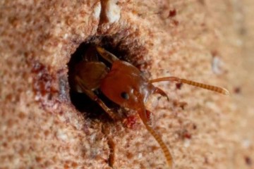 Ces fourmis peuvent « soigner » les arbres blessés dans une fascinante relation symbiotique
