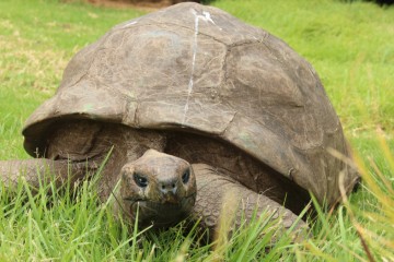 Une tortue mâle géante âgée de 190 ans est l’animal terrestre le plus vieux sur Terre