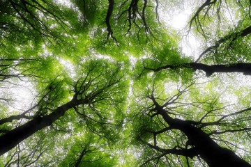 Climate consciousness and the reimagining of forest ecosystems within the rule of law