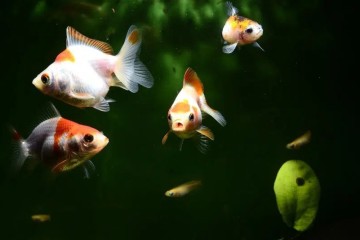 Les poissons « parlent », et une nouvelle étude vous permet désormais de les entendre