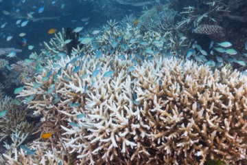 Another mass bleaching event is devastating the Great Barrier Reef. What will it take for coral to survive?