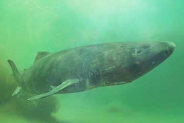 Un rare requin du Groenland échoué sur une plage britannique pourrait avoir au moins 100 ans