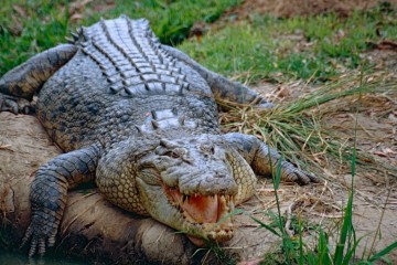 Le crocodile marin, le plus ancien et le plus grand reptile du monde